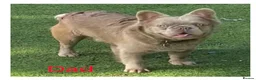 French Bulldog dogs for sale: Isabella French Bulldogs Ready Now  - Advert 9
