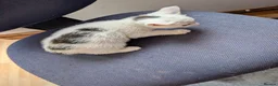 Mixed Breed cats for sale: Kittens  - Advert 14