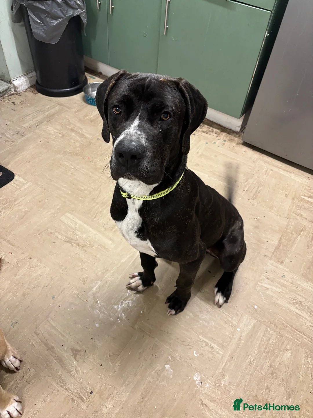 Mixed Breed dogs for sale: 2 dogs for sale  in Cradley Heath - Advert 2
