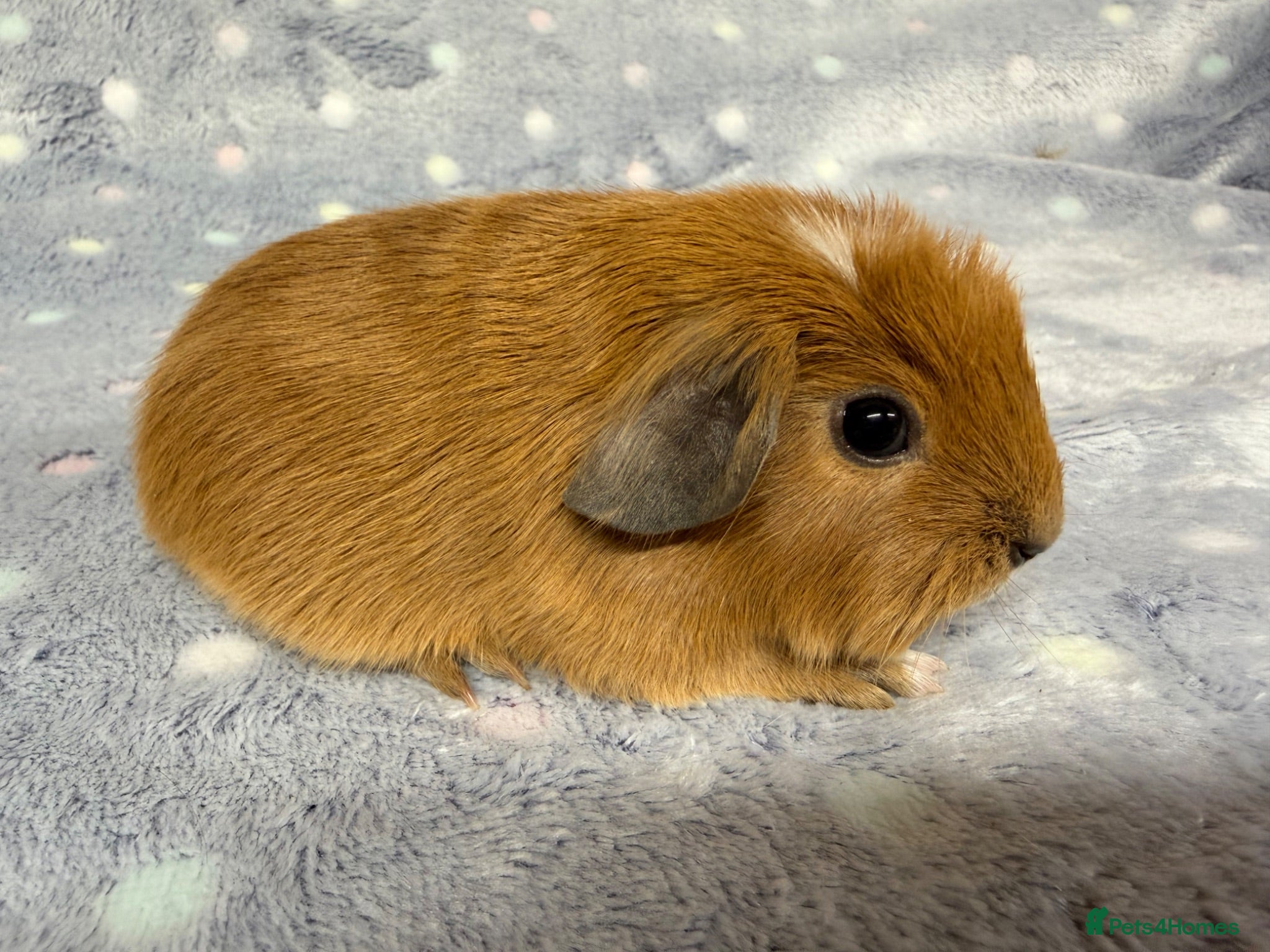 Guinea Pig rodents Very friendly young and baby boar pair  - Advert 1