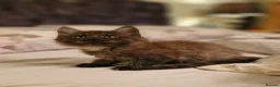 Maine Coon cats for sale: Gorgeous Half Maine Coon Litter  - Advert 13