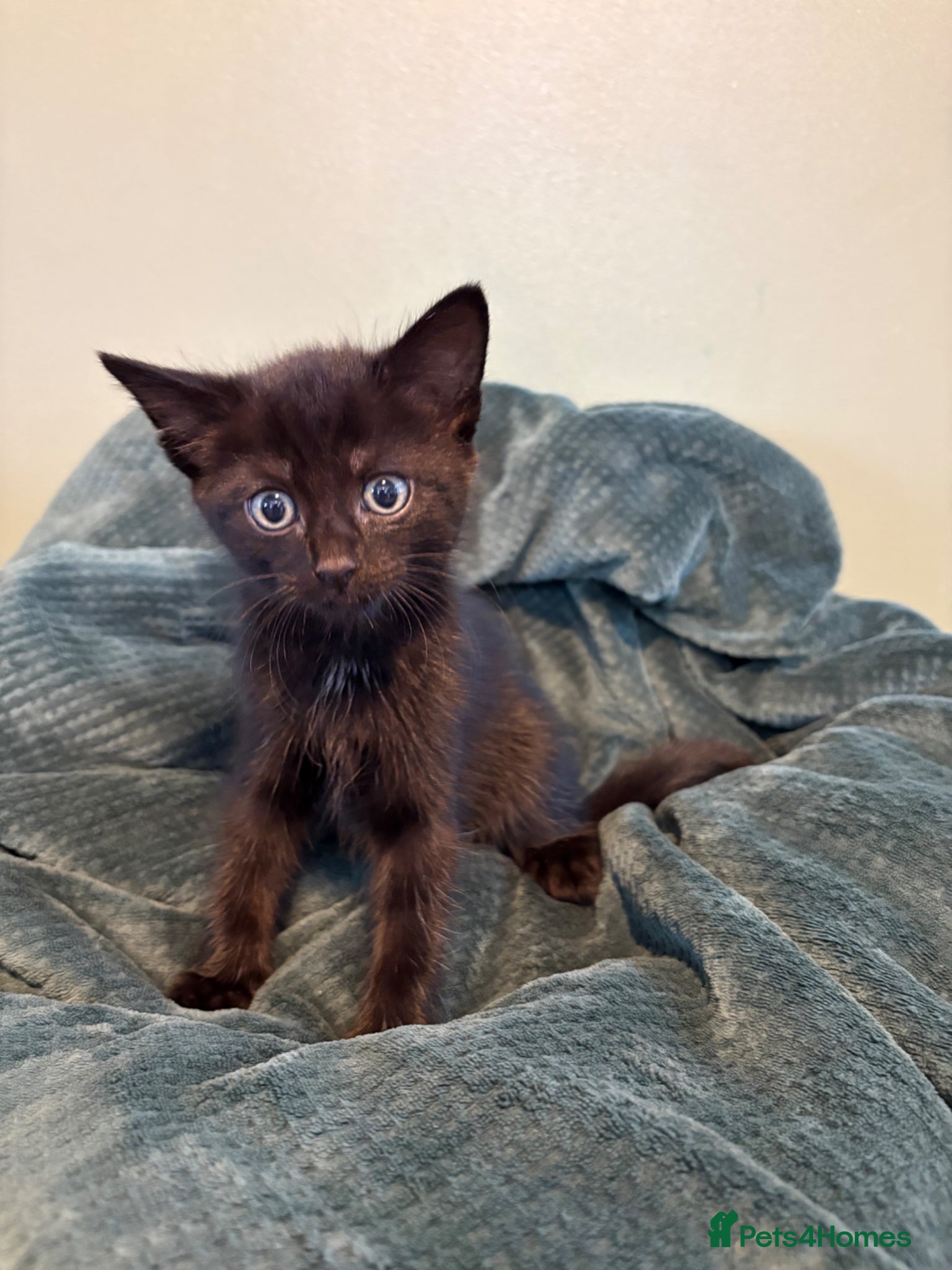 Mixed Breed cats Black kittens male and female  - Advert 2