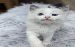 Ragdoll cats for sale: Gorgeous Ragdoll kittens  - Image 17