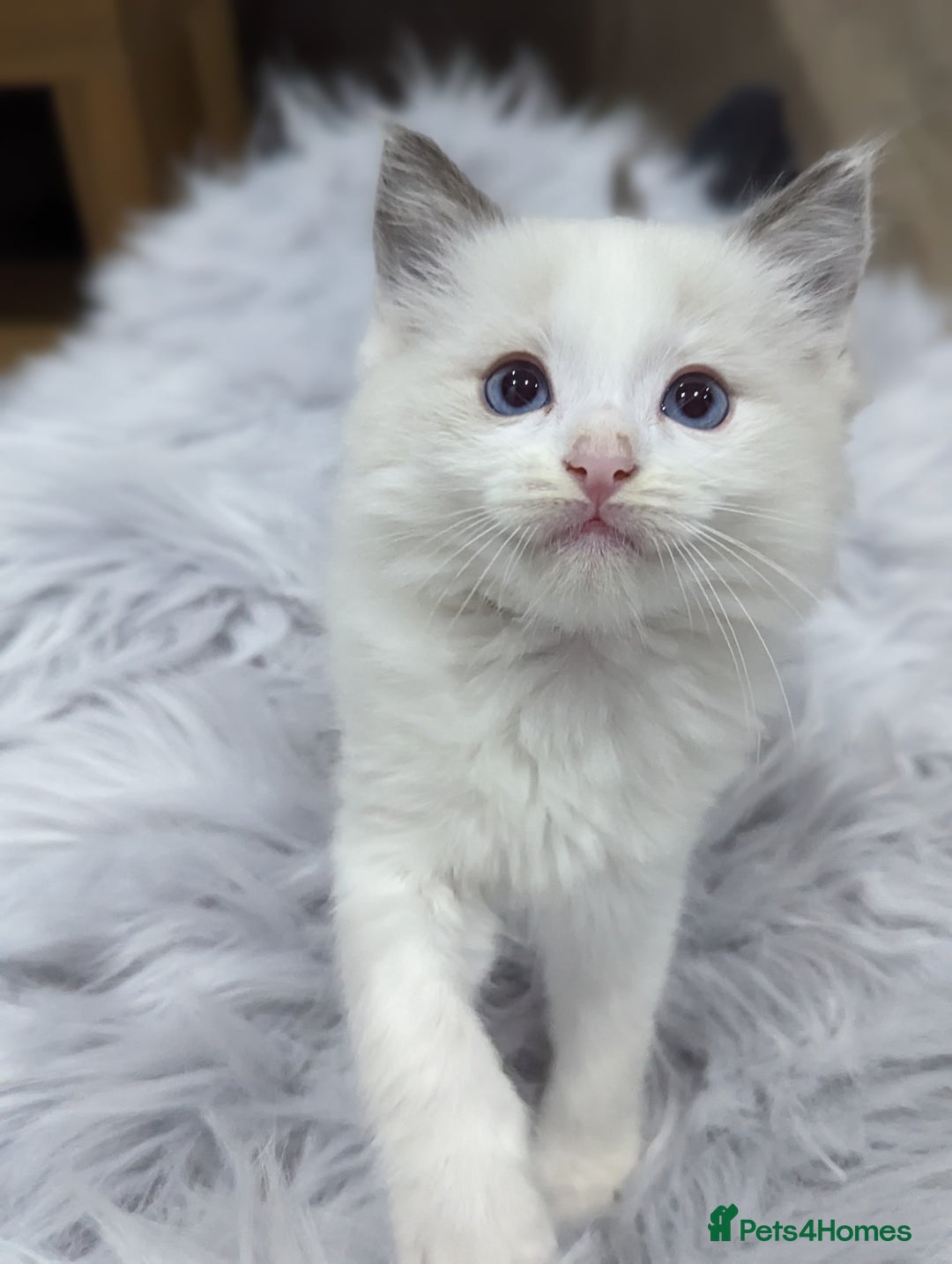 Ragdoll cats for sale: Gorgeous Ragdoll kittens  - Image 17