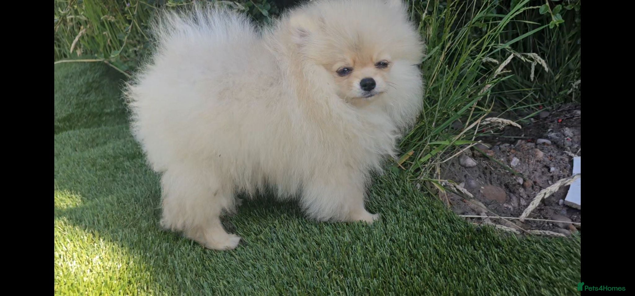 Pomeranian dogs Super fluffy small cream sable pomeranians - Advert 16