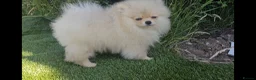 Pomeranian dogs for sale: Super fluffy small cream sable pomeranians - Advert 1