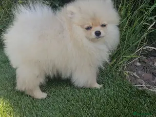 Pomeranian dogs Super fluffy small cream sable pomeranians - Advert 16