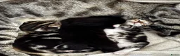 Mixed Breed cats for sale: 3 kittens for sale  - Advert 13