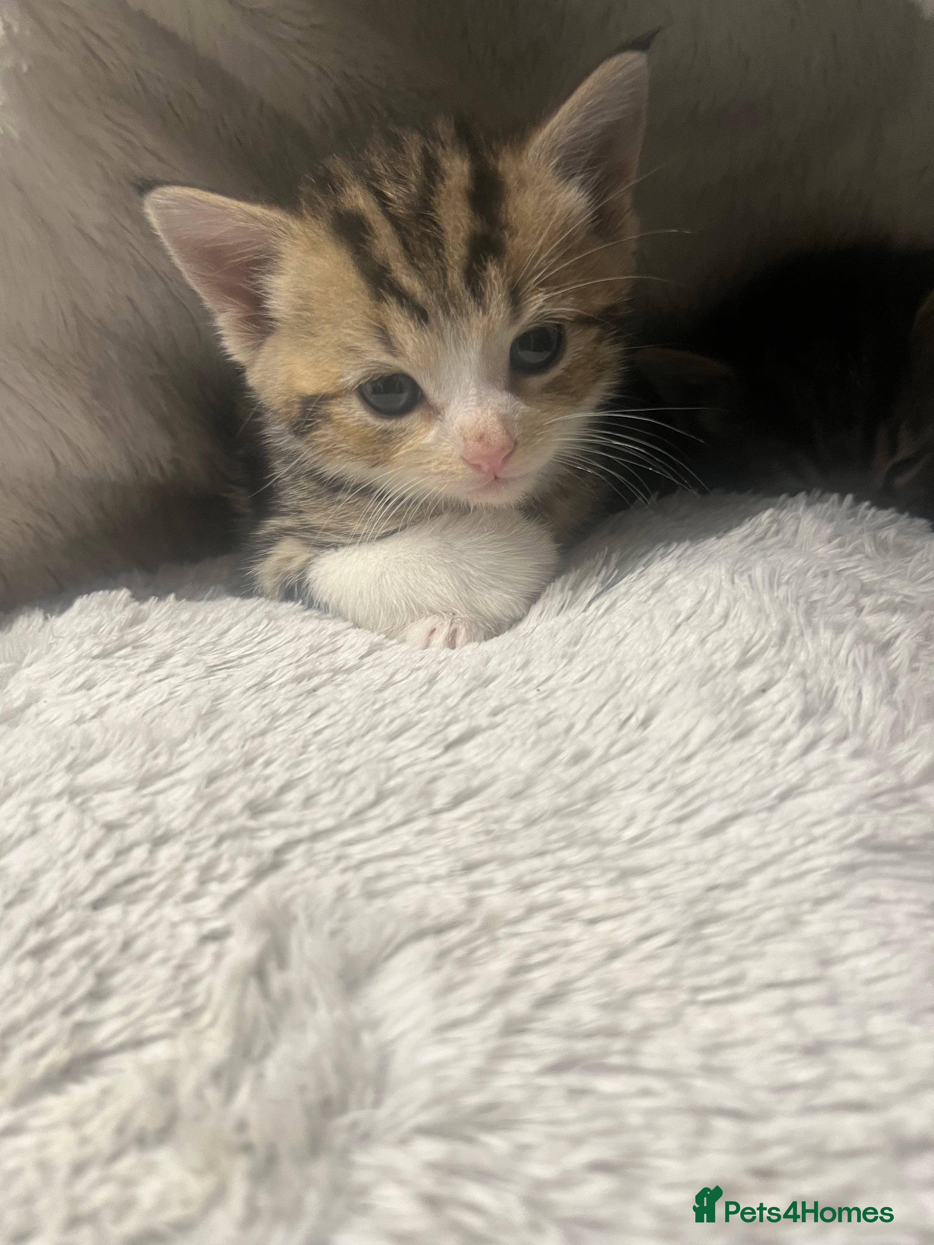 Mixed Breed cats Stunning Blue Eyed Tabby & Bengal Female Kitten - Advert 3