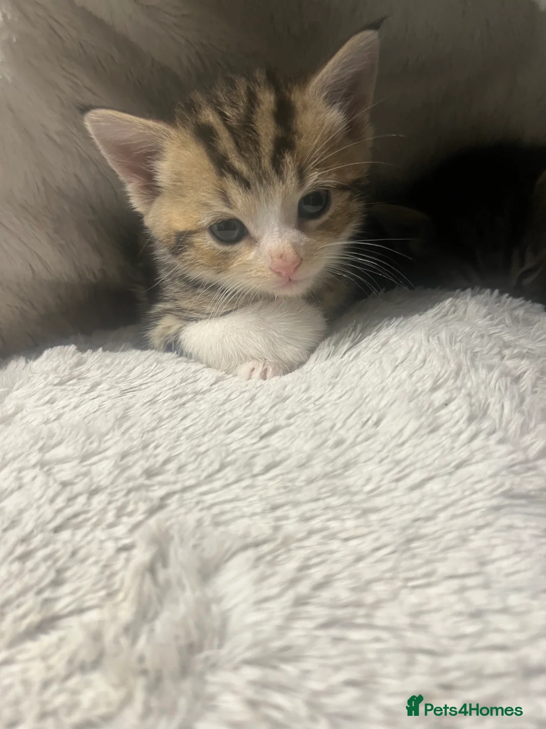 Mixed Breed cats for sale: Stunning Blue Eyed Tabby & Bengal Female Kitten - Advert 1