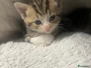 Mixed Breed cats Stunning Blue Eyed Tabby & Bengal Female Kitten - Advert 1