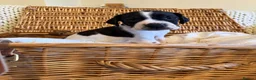 Pointer dogs for sale: An outstanding litter of pointers. in Hereford - Advert 8
