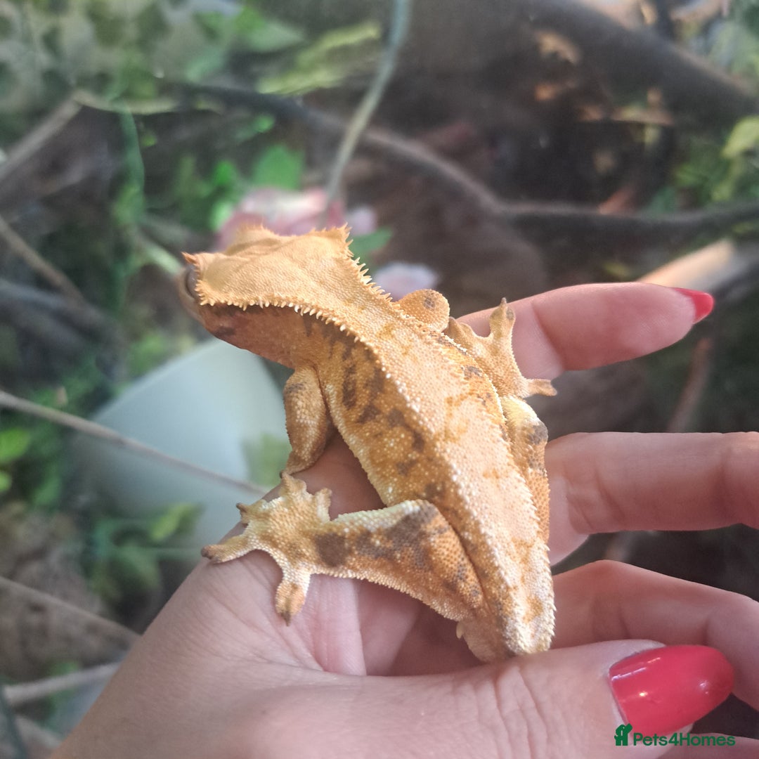 Gecko reptiles for sale: Lilly White - Image 4