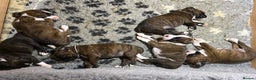 Boxer dogs for sale: 5 KC Reg Brindle Boxer Puppies. - Advert 14