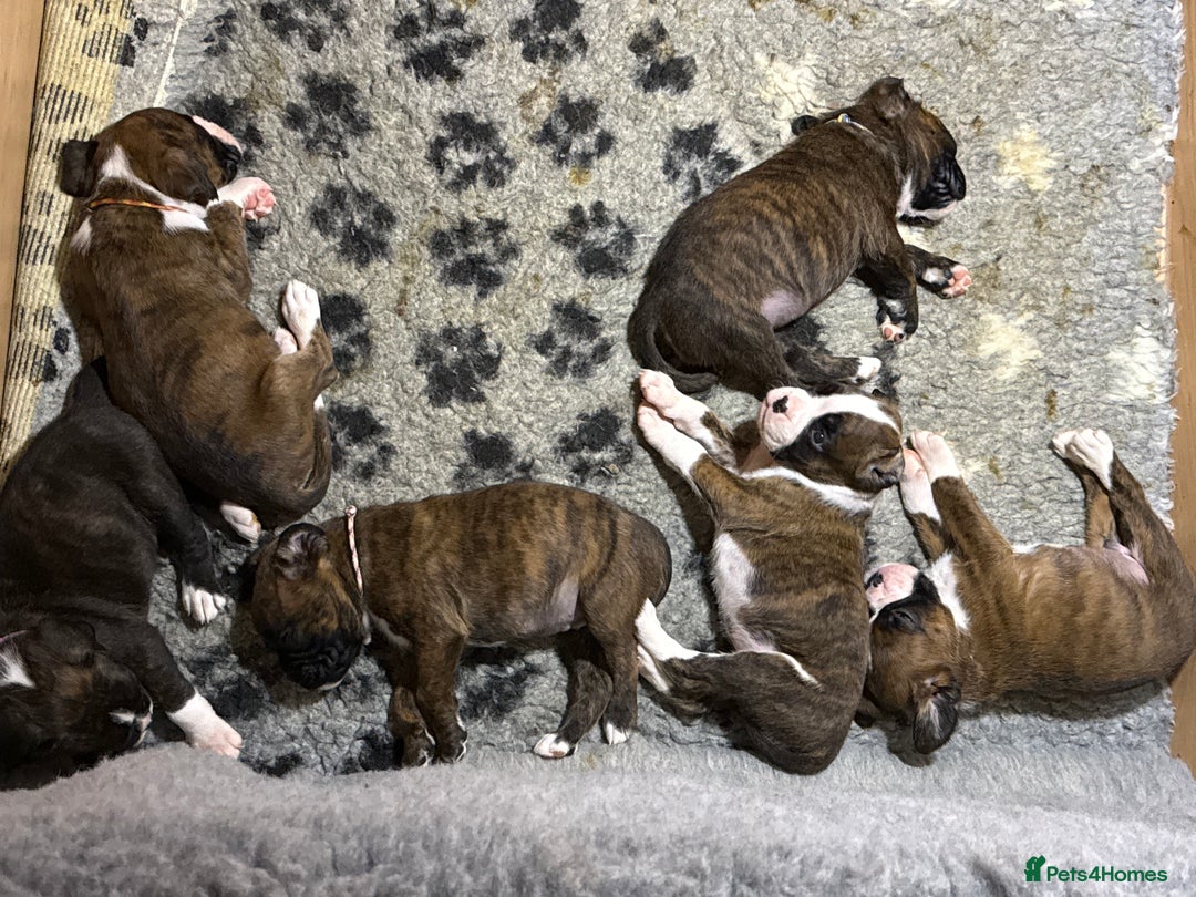 Boxer dogs for sale: 5 KC Reg Brindle Boxer Puppies. - Advert 14