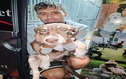 Mixed Breed dogs for adoption: Teya- sweet and loving  - Image 8