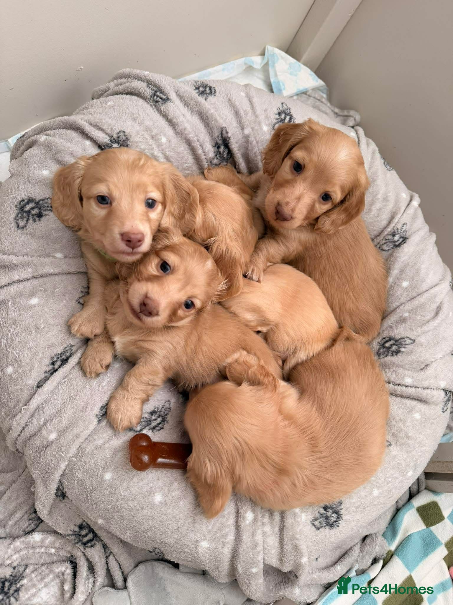 Miniature Dachshund dogs READY SOON: KC Cream Mini Long-Haired Dachshunds - Advert 13