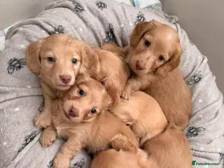 Miniature Dachshund dogs READY SOON: KC Cream Mini Long-Haired Dachshunds - Advert 13