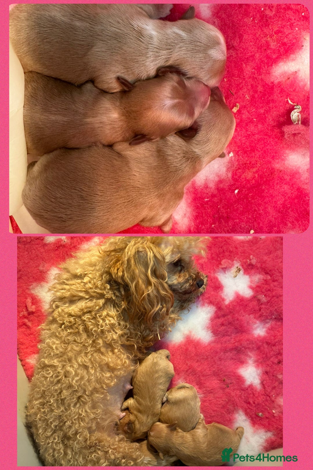 Maltipoo dogs for sale: F1 Tiny Maltipoo champagne puppies - Advert 5