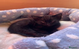 Domestic Shorthair cats for sale: Tabby kittens for sale - Image 39