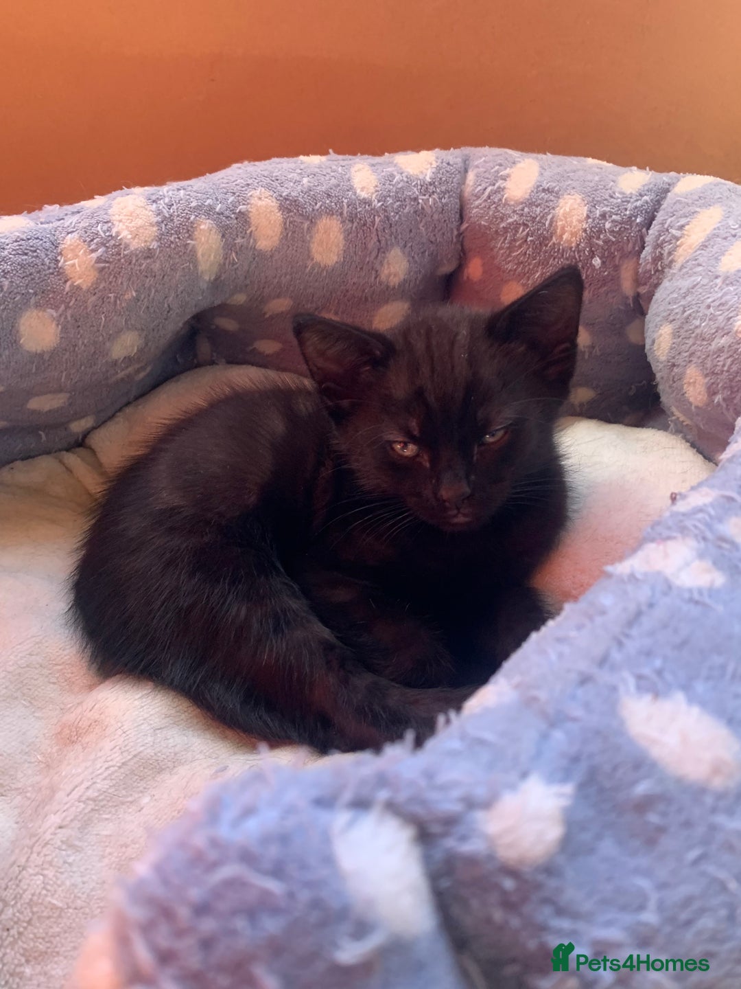 Domestic Shorthair cats for sale: Tabby kittens for sale - Image 39