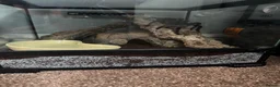Spiders invertebrates for sale: Brazilian Salmon Pink Birdeater in Rossendale - Advert 4