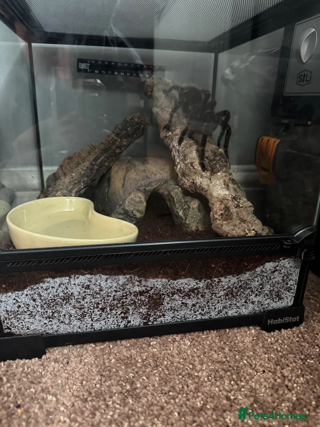 Spiders invertebrates for sale: Brazilian Salmon Pink Birdeater in Rossendale - Advert 4