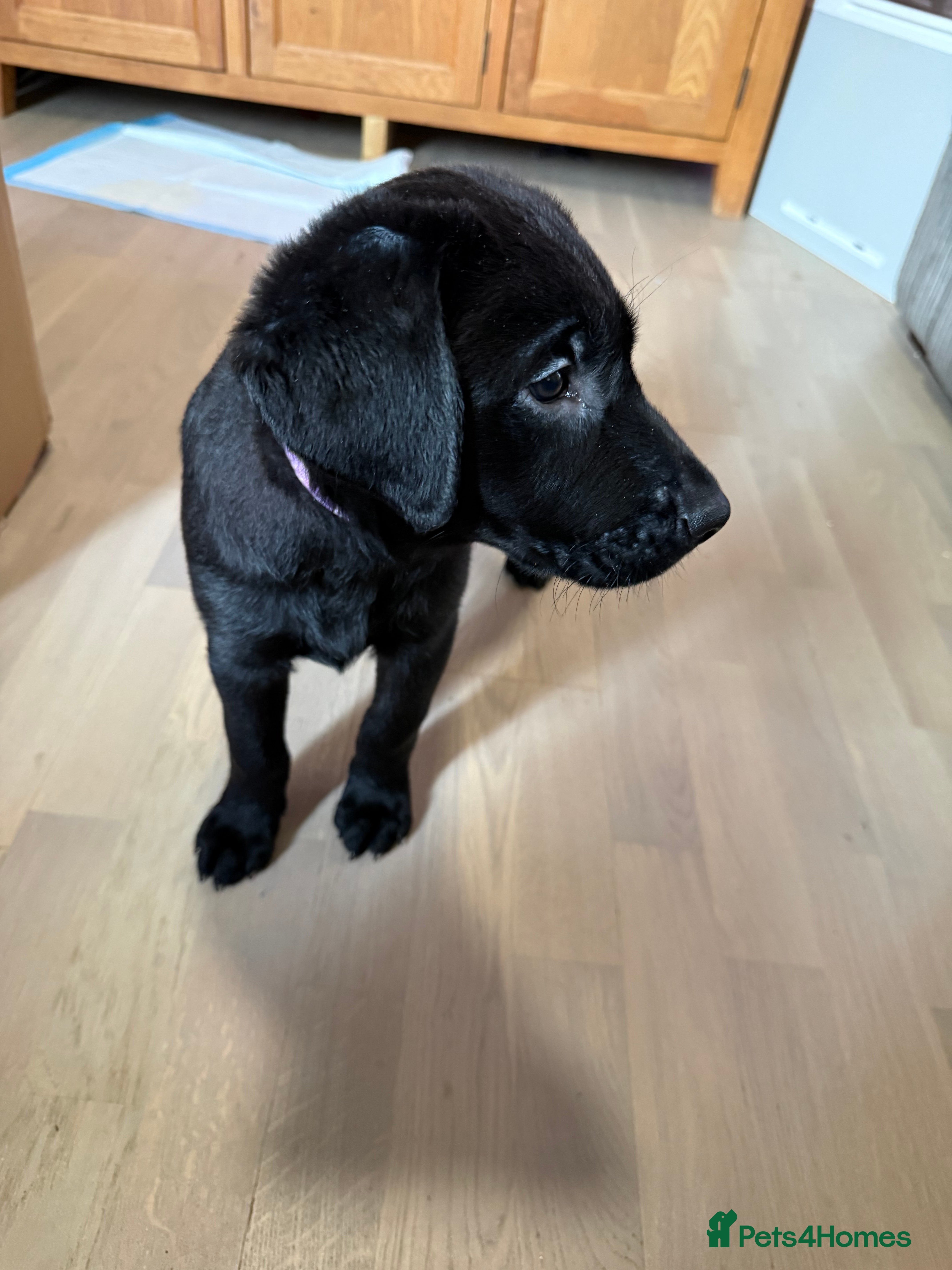 Labrador Retriever dogs Stunning litter of pure bred black Labrador pups  - Advert 4