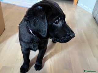 Labrador Retriever dogs Stunning litter of pure bred black Labrador pups - Advert 14