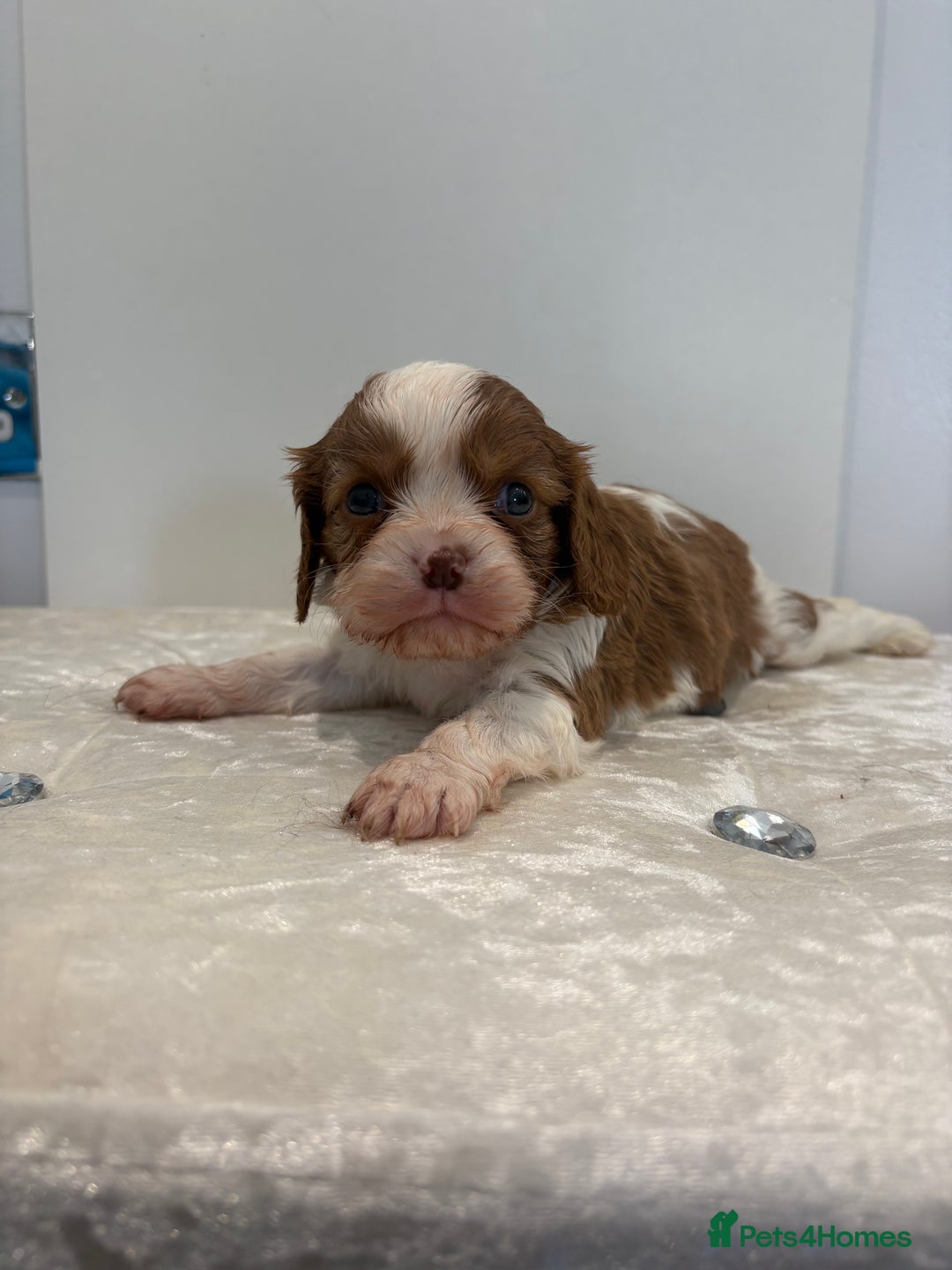 Cavalier King Charles Spaniel dogs for sale: BOYS chocolate cavaliers 🐶🍫 - Image 8