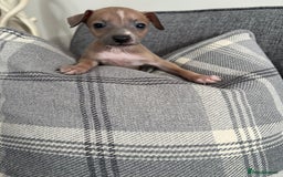 Italian Greyhound dogs for sale: Italian greyhound puppies  - Image 12