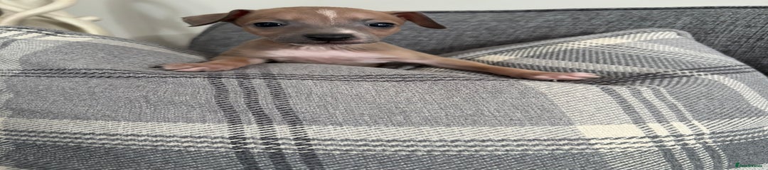 Italian Greyhound Puppy 3