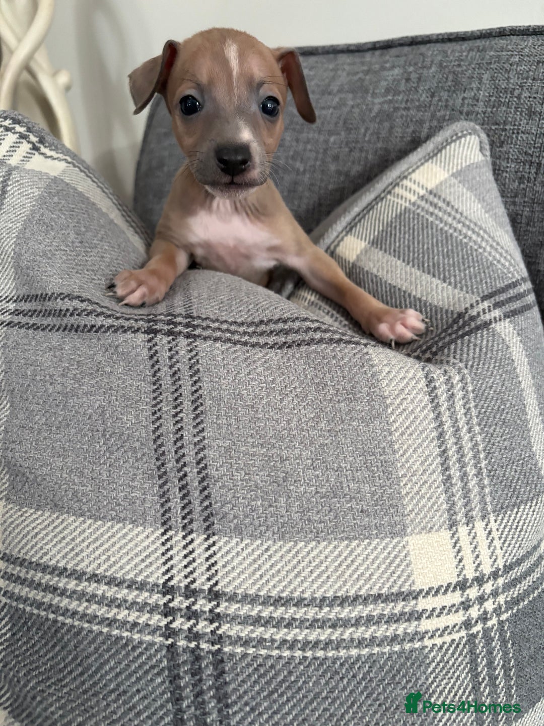 Italian Greyhound dogs for sale: Italian greyhound puppies  - Image 12