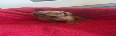 Cockapoo 5
