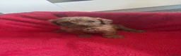 Cockapoo dogs for sale: Our Beautiful Cockapoo Puppys ❤️ - Advert 17