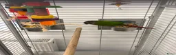Parrots birds for sale:  Green-cheeked Conure parrot (Pyrrhura molinae)  in Cwmbran - Advert 6