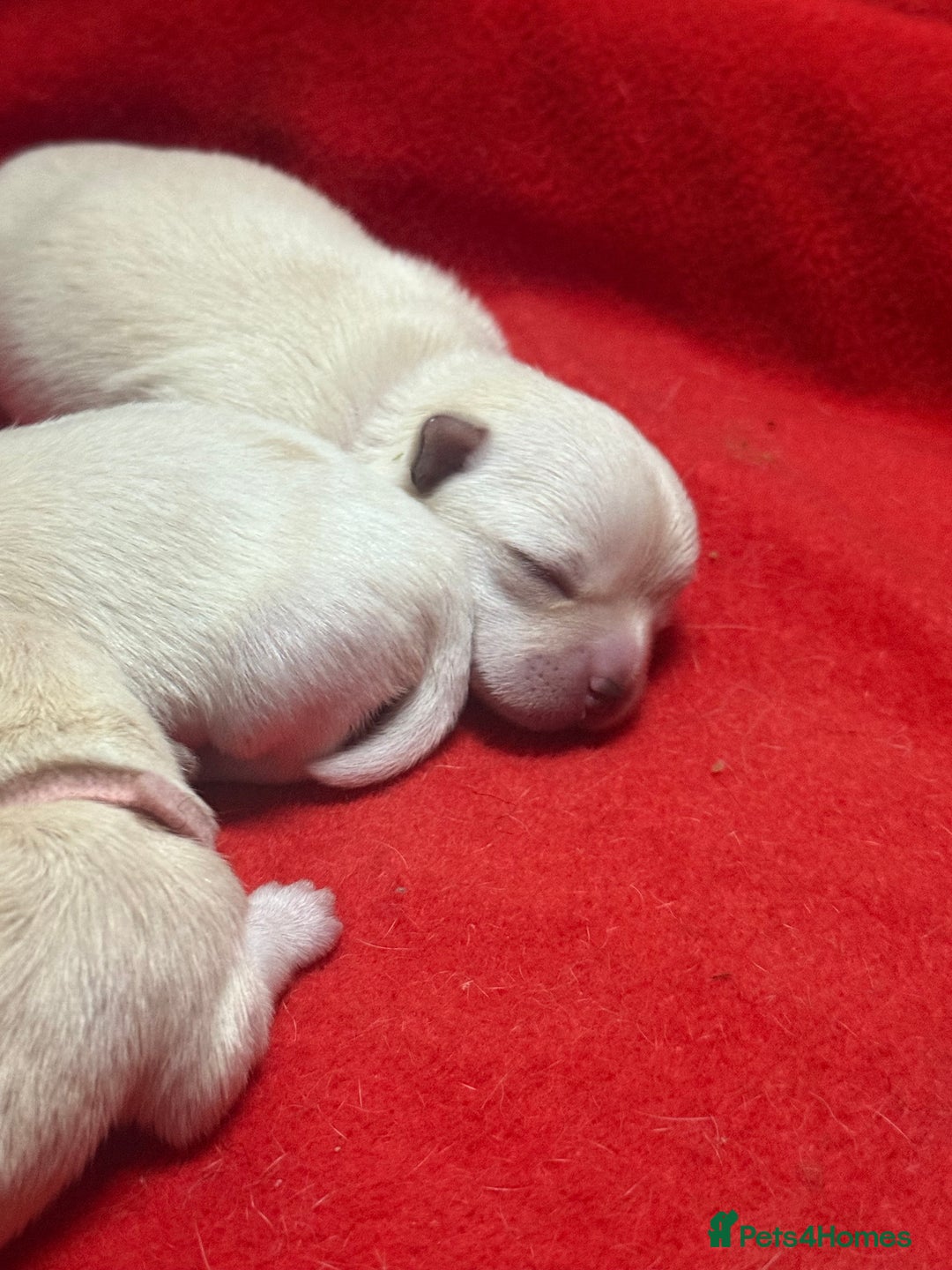 Mixed Breed dogs for sale: OUTSTANDING TINY GIRL MALCHIS - Image 2