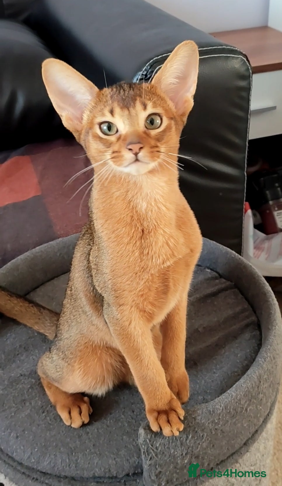 Abyssinian cats Beautiful Abyssinian Kittens 🐈 - Advert 1