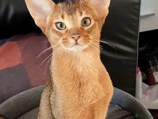Abyssinian cats Beautiful Abyssinian Kittens 🐈 - Advert 1