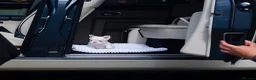 French Bulldog dogs for sale: STUNNING FLUFFY FRENCH BULLDOGS  in Cambridge - Advert 7