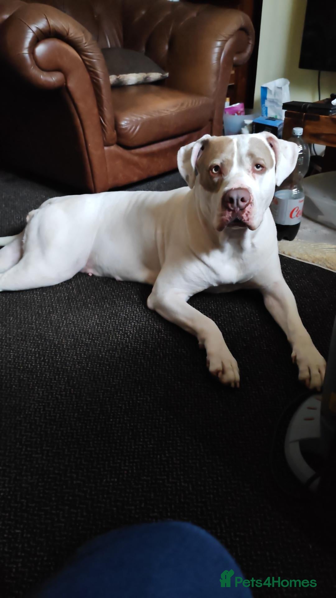 Mixed Breed dogs Mastiff x - Advert 7