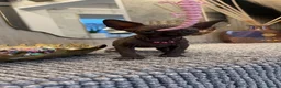Sphynx cats for sale: 6 beautiful females  in King's Lynn - Advert 10