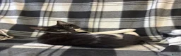 Mixed Breed cats for sale: 5 Gorgeous Kittens - Advert 4