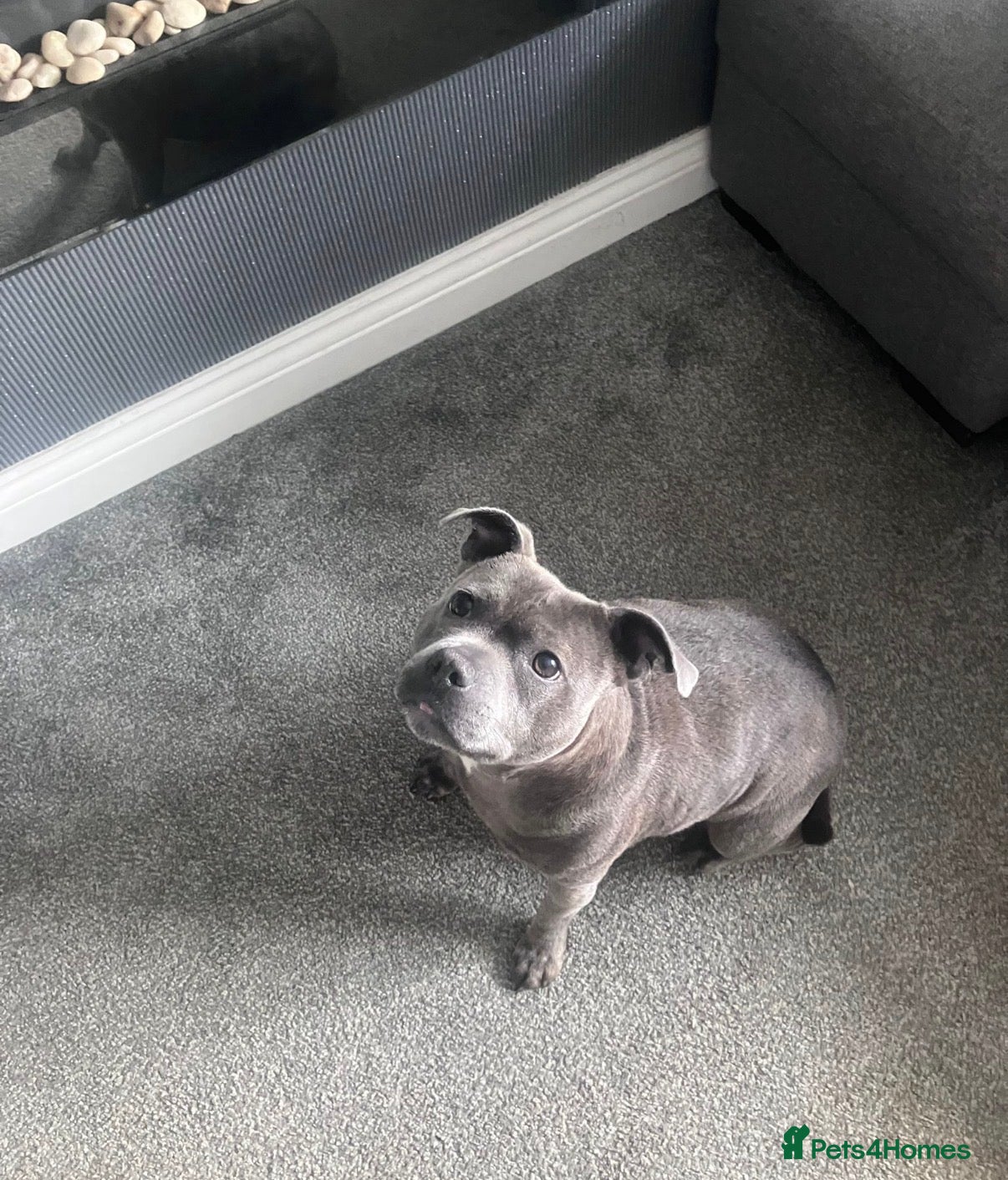 Staffordshire Bull Terrier dogs 3 year old KC reg Staffy girl 💕 - Advert 1