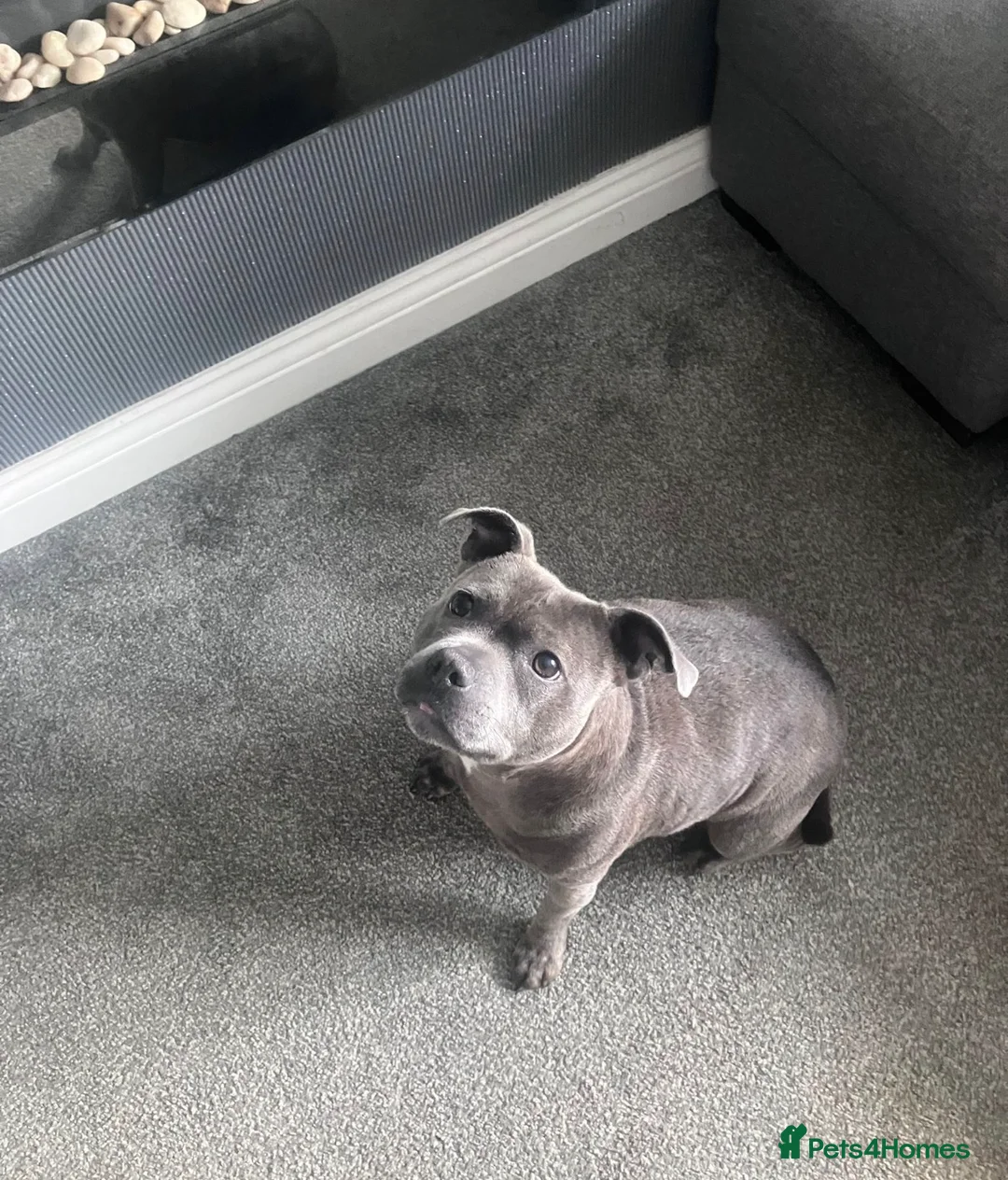 Staffordshire Bull Terrier dogs for sale: 3 year old KC reg Staffy girl 💕 in Edenbridge - Advert 1