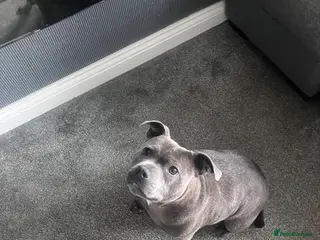 Staffordshire Bull Terrier dogs 3 year old KC reg Staffy girl 💕 - Advert 8