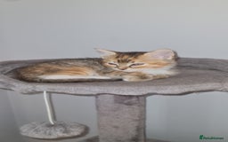 Mixed Breed cats for sale: 4 beautiful colourful coat kittens - Image 5