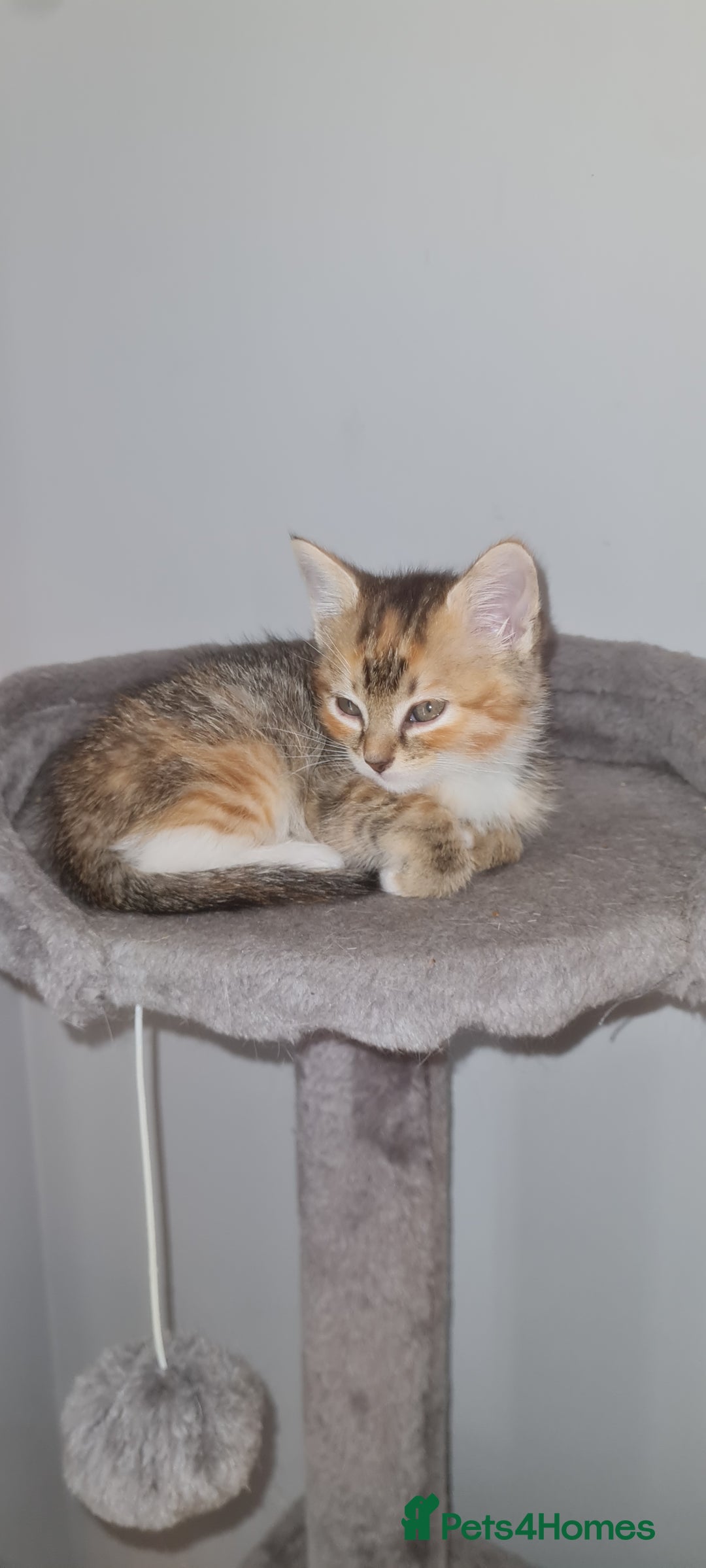 Mixed Breed cats for sale: 4 beautiful colourful coat kittens - Image 5