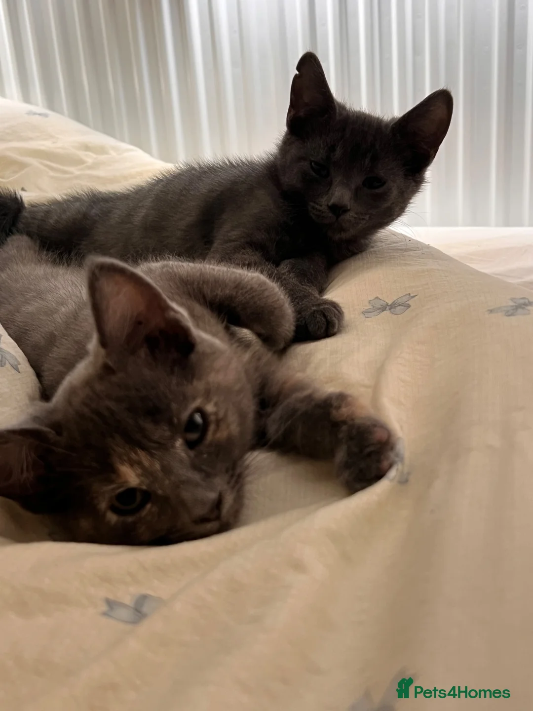 Mixed Breed cats for sale: Beautiful mixed kittens  in Matlock - Advert 7