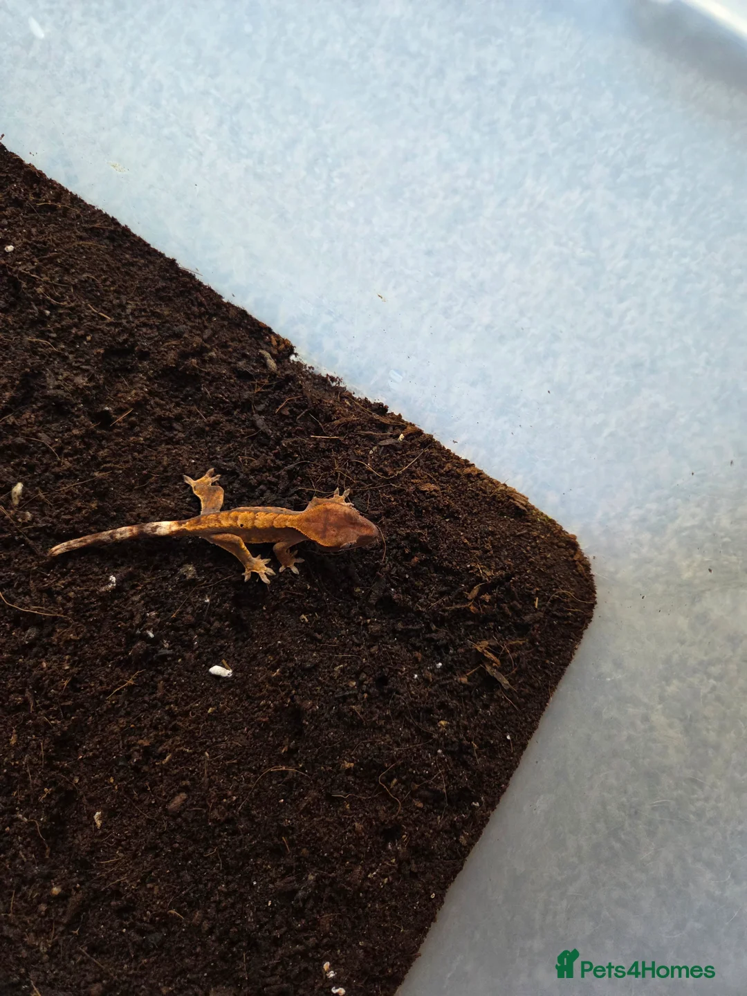 Gecko reptiles for sale: Baby crested gecko - Advert 6